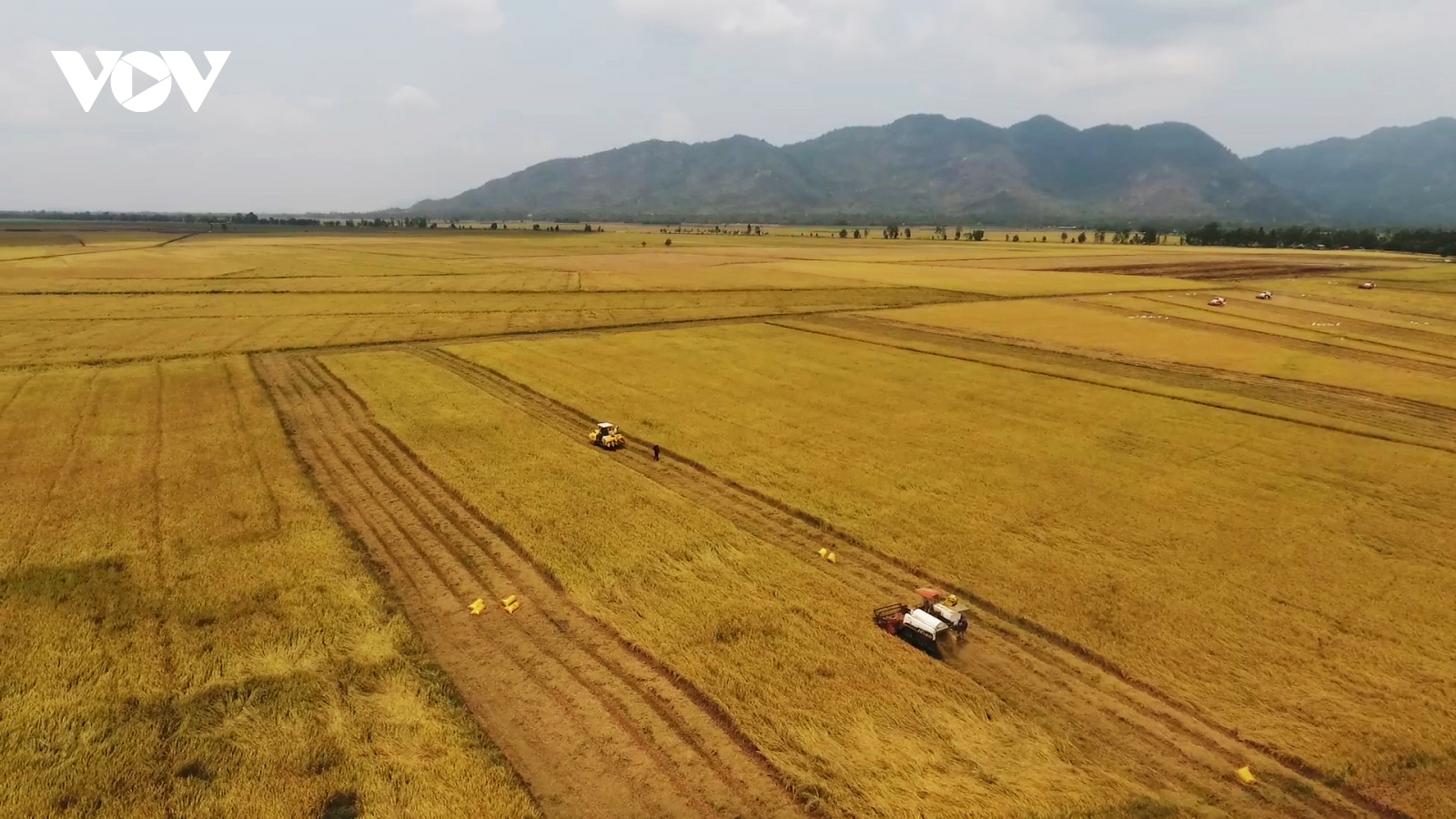 Nông nghiệp khẳng định vai trò là ‘trụ đỡ’ để phát triển kinh tế tại An Giang